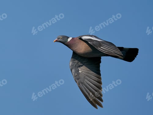 Preview: Common wood pigeon (Columba palumbus)