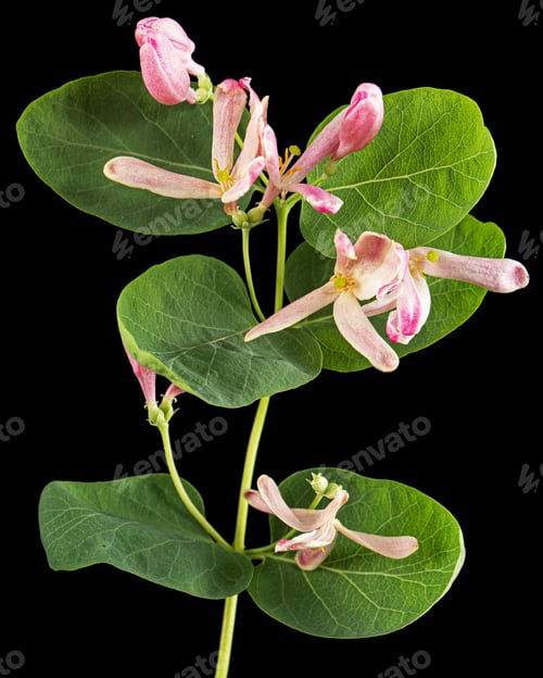 Preview: Flowers of Tatar honeysuckle, lat. Lonicera tatarica, isolated on black background