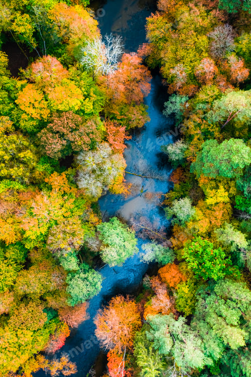 Preview: Top down view of colorful autumn forest, Poland