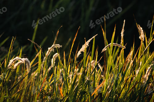 Preview: Sunset tree silhouette in nature wellness concept peaceful outdoor environment relaxation