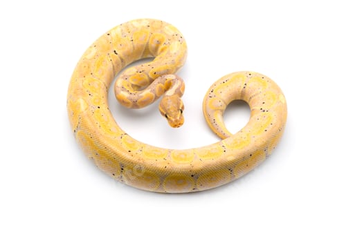 Preview: The royal python isolated on white background