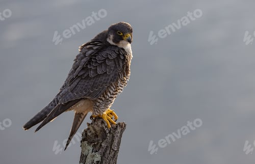 Preview: A Peregrine Falcon Hunting for Birds