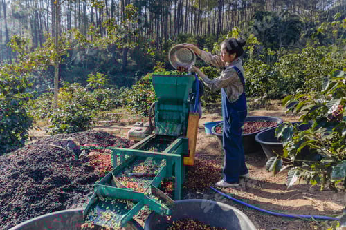 Preview: Worker in Wet process for ripe coffee wash in pulping machine