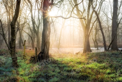Preview: Beautiful view of the forest on a foggy morning. Caperton Swamp Park. Indian Hills, Kentucky.