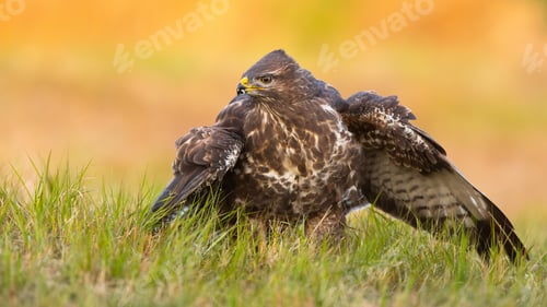 Preview: Alert common buzzard guarding prey on field in spring nature
