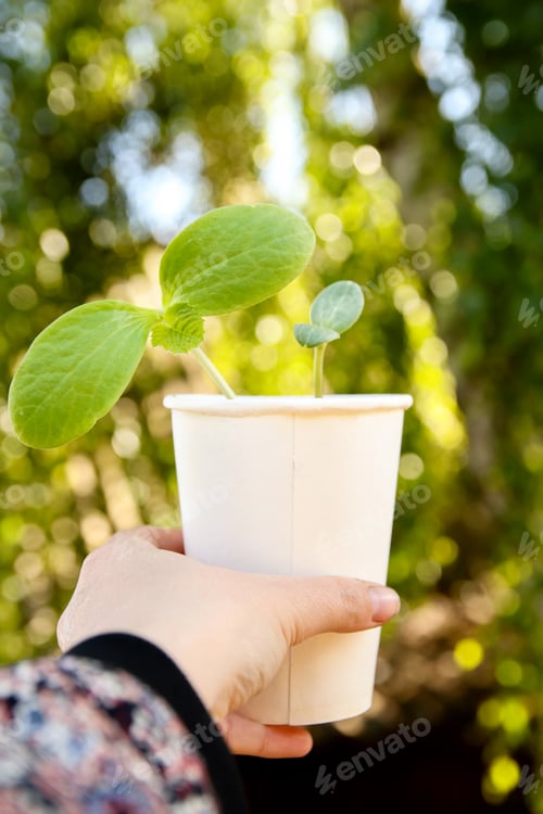 Preview: Vertical image for story or reel showing a hand gently holding a small cup with a green seedling
