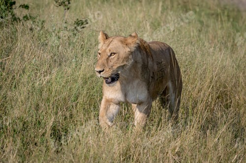 Preview: Lion walking in the high grass.