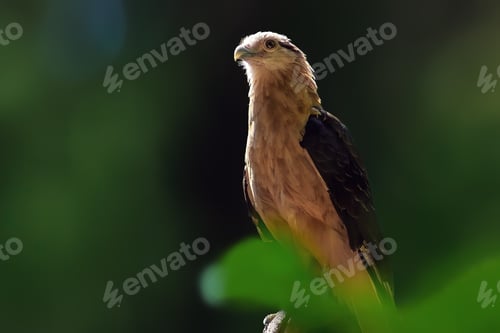 Preview: Yellow-headed Caracara (Milvago chimachima) - Bird of Prey