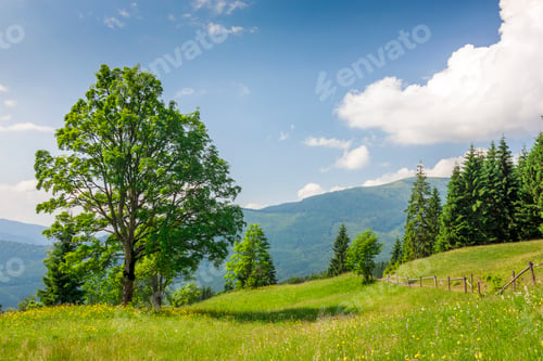 Preview: Big green tree standing on grass meadow in mountains