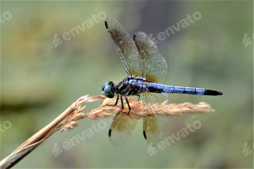 Preview: close up nature of a dragonfly