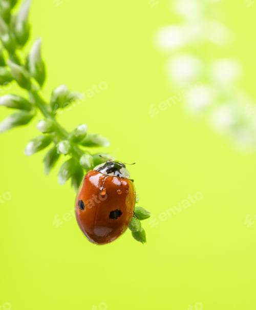 Preview: Insect red ladybug on a twig with small white flowers summer background