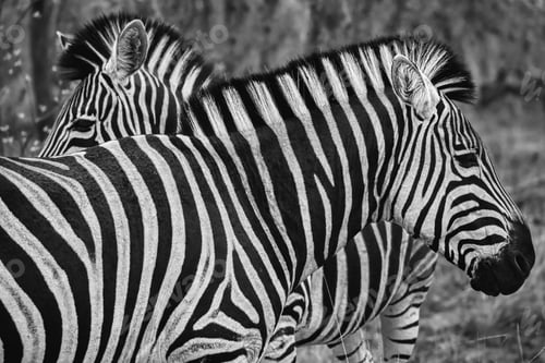 Preview: African Zebra herd