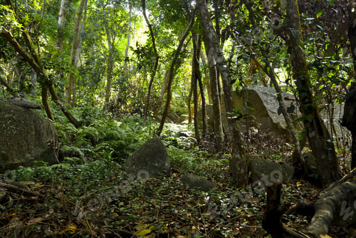Preview: Beautiful shot of vibrant green tropical forest