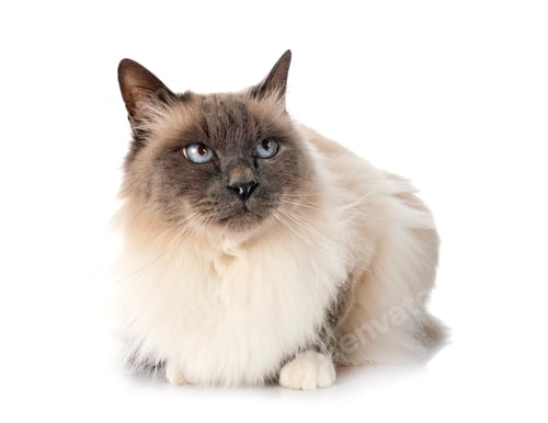 Preview: birman cat in studio