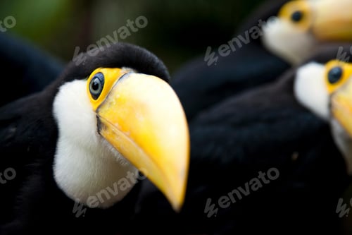 Preview: toucan, bird, colours, tropics