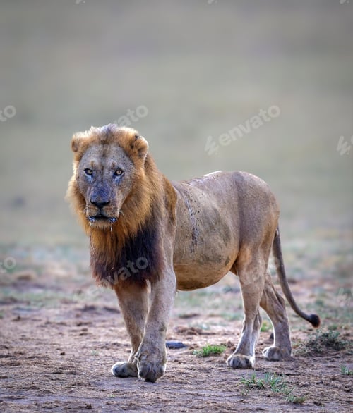 Preview: Lion in the open savanna of the Kruger National Park