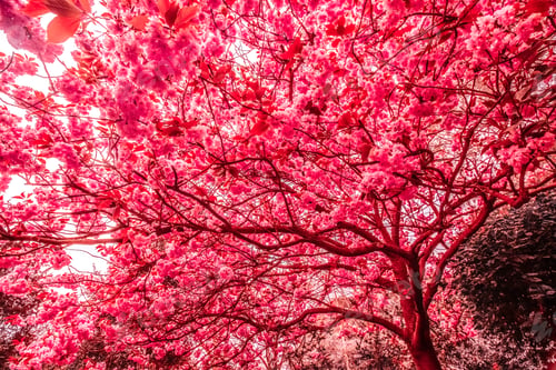 Preview: Purple blossoming tree