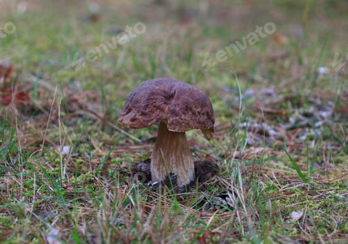 Preview: Boletus edulis in autumn forest