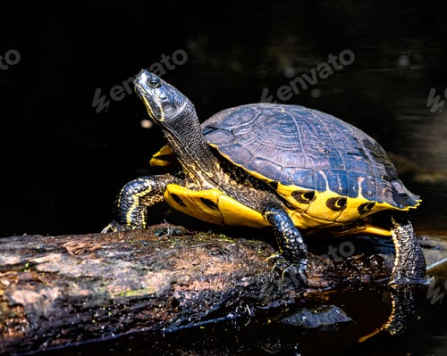 Preview: Closeup shot of a Cumberland Slider on the tree log in the pond