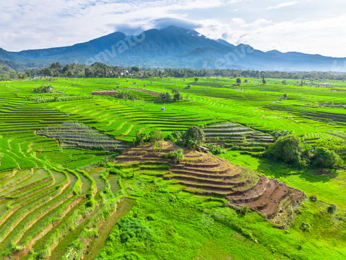Preview: beauty landscape paddy fields natural beautiful morning view from asia
