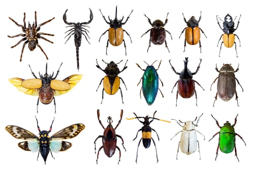 Preview: Bug pattern