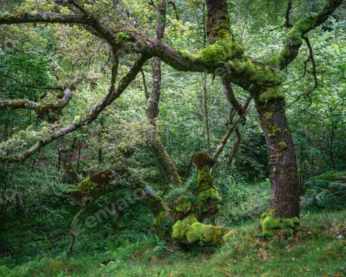 Preview: Thick layers of bright green moss cover the bark of aged oaks