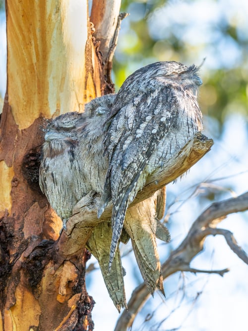Preview: A Trio of Tawny Frogmouths