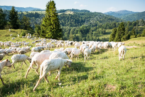 Preview: Traditional sheep pasture in Polish Pieniny mountains range
