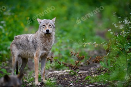 Preview: Wolf in summer forest. Wildlife scene from nature
