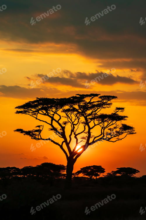 Preview: Silhouette shot of a tree on the field under orange sunset sky, vertical shot