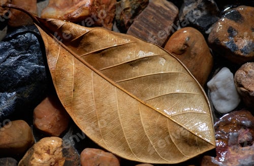 Preview: Background of the leaf and stones in the water