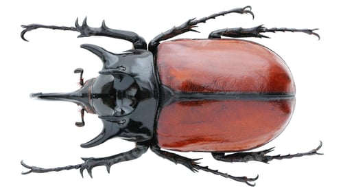 Preview: Insect specimen of a rhinoceros beetles: Eupatorus gracilicornis Arrow, 1908