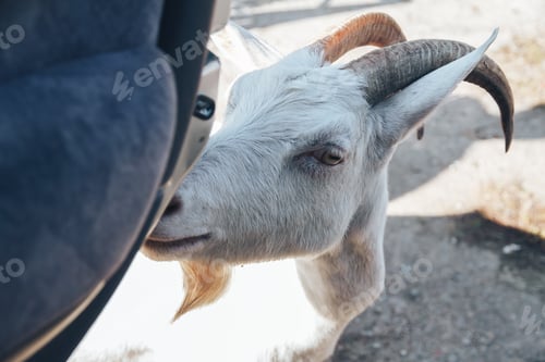 Preview: white goat looks in the car door.