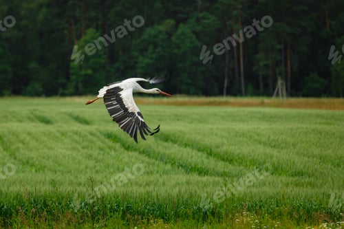 Preview: Stork flying on grass field