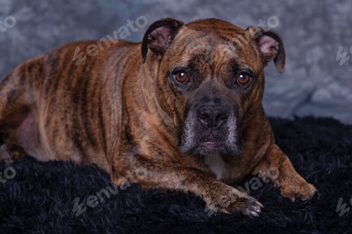 Preview: Brindle Puppy