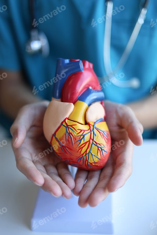 Preview: Doctor using heart model to explain blood flows direction.