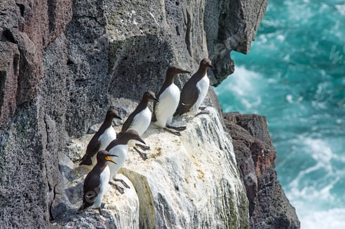 Preview: Seabirds on a cliff in Iceland