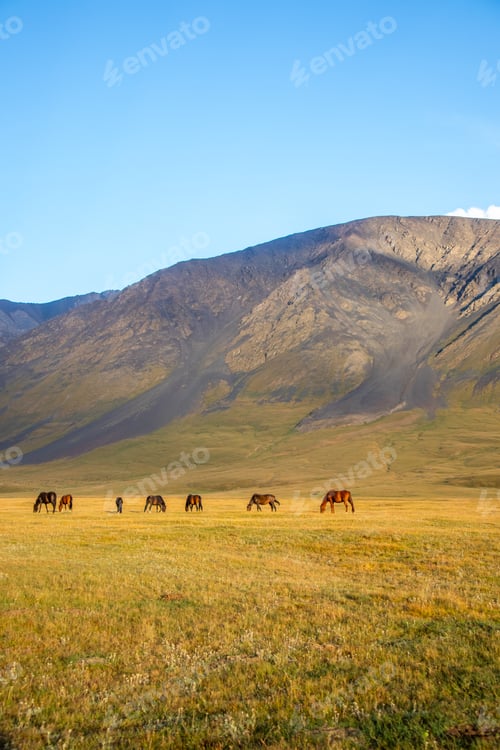 Preview: Herd of horses grazing in a mountain valley
