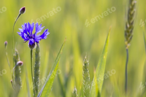 Preview: Close-up of tender blooming among wheat spices lit by summer sun one blue cornflower on high stem on