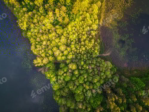 Preview: Aerial view of dense yellowish-green forests on the lakeshore in Kaszuby, Poland