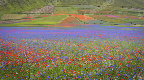 Preview: Beautiful scenery of a landscape of a flower field - perfect for background
