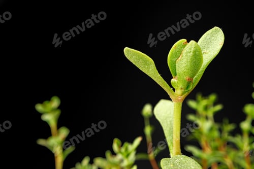 Preview: Small young green sprouts of a plant on black background