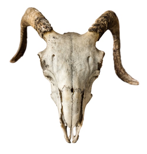 Preview: Isolated Animal Skull with Horns on White Background