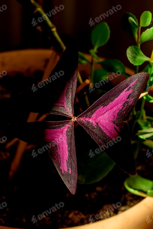 Preview: Beautiful potted home plant Oxalis triangular magenta