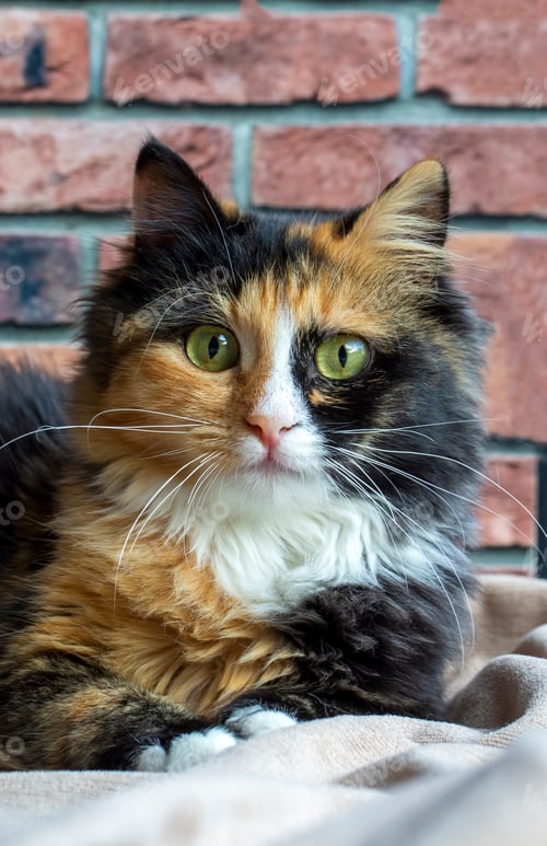 Preview: Long-haired kitten calico type cat.