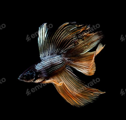 Preview: Betta fish, siamese fighting , betta splendens isolated on black background