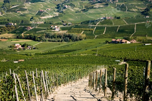 Preview: Vineyards, Barolo, Langhe, Piedmont, Italy