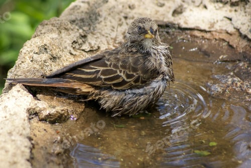 Preview: Selective closeup of a sharp-beaked ground finch in a puddle in a rock