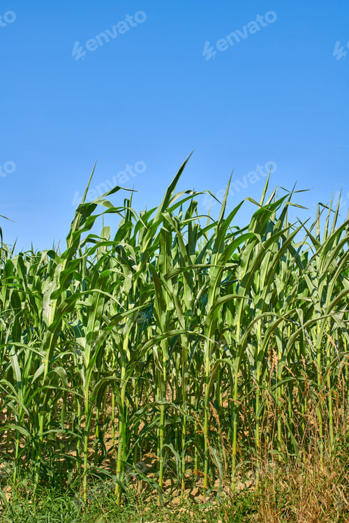 Preview: A series of photos of countryside, farmland and forest close to Lyon, France