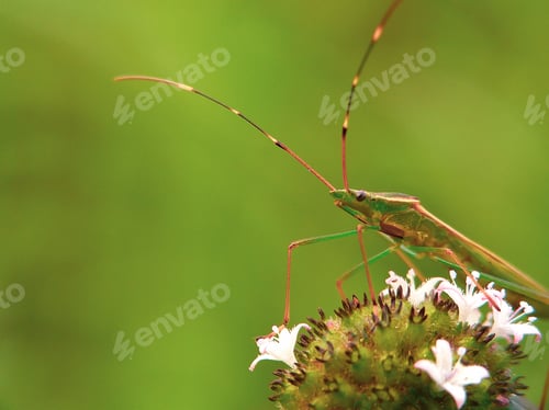 Preview: Leptocorisa acuta, the paddy earhead bug, is a species of bug.